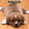 Dieren Honden Avatars 