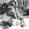 Dieren Honden Avatars 