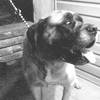 Dieren Honden Avatars Hond Zwart Wit Foto
