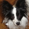 Dieren Honden Avatars 