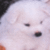 Dieren Honden Avatars 