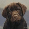 Dieren Honden Avatars 