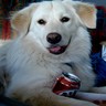 Dieren Honden Avatars 