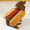 Dieren Honden Avatars Hond In Een Hotdog