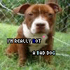 Dieren Honden Avatars 