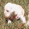 Dieren Honden Avatars 