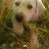Dieren Honden Avatars 