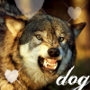 Dieren Honden Avatars 