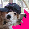 Dieren Honden Avatars 