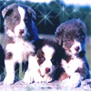Dieren Honden Avatars 