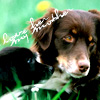 Dieren Honden Avatars 