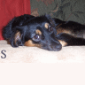 Dieren Honden Avatars 