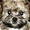 Dieren Honden Avatars 
