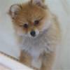 Dieren Honden Avatars 