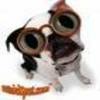 Dieren Honden Avatars 