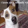 Dieren Honden Avatars 