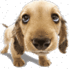 Dieren Honden Avatars 