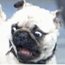 Dieren Honden Avatars 