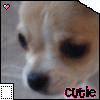 Dieren Honden Avatars 