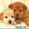 Dieren Honden Avatars 