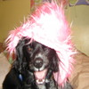 Dieren Honden Avatars 