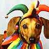 Dieren Honden Avatars Tekkel In Carnavalskleding