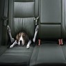 Dieren Honden Avatars 