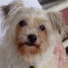 Dieren Honden Avatars 