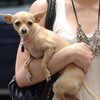 Dieren Honden Avatars 