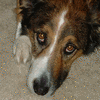 Dieren Honden Avatars 