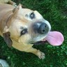 Dieren Honden Avatars 