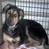 Dieren Honden Avatars 