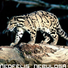 Dieren Avatars Jachtluipaard 