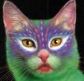 Dieren Avatars Kat 