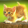 Dieren Avatars Kat 