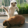 Dieren Avatars Kat 