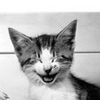 Dieren Avatars Kat 