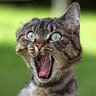 Dieren Avatars Kat 