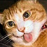 Dieren Avatars Kat 