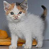 Dieren Avatars Kat 