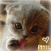 Dieren Avatars Kat 