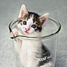 Dieren Avatars Kat 