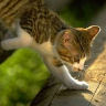 Dieren Avatars Kat 