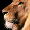 Dieren Avatars Kat 