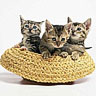 Dieren Avatars Kat 