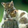 Dieren Avatars Kat 