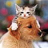 Dieren Avatars Kat 
