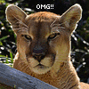Dieren Avatars Kat 