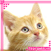 Dieren Avatars Kat 