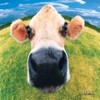 Dieren Koe Avatars Koeien Kop Koe